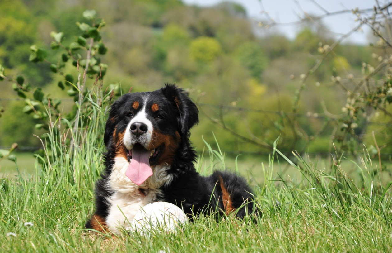 dog-g64eebe82b 1920
