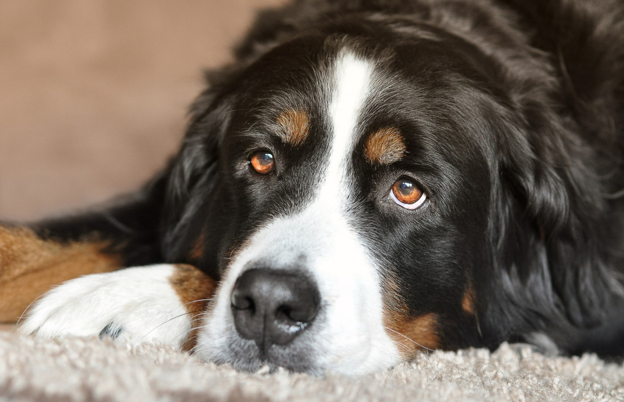 dog-g538b885dd 1920