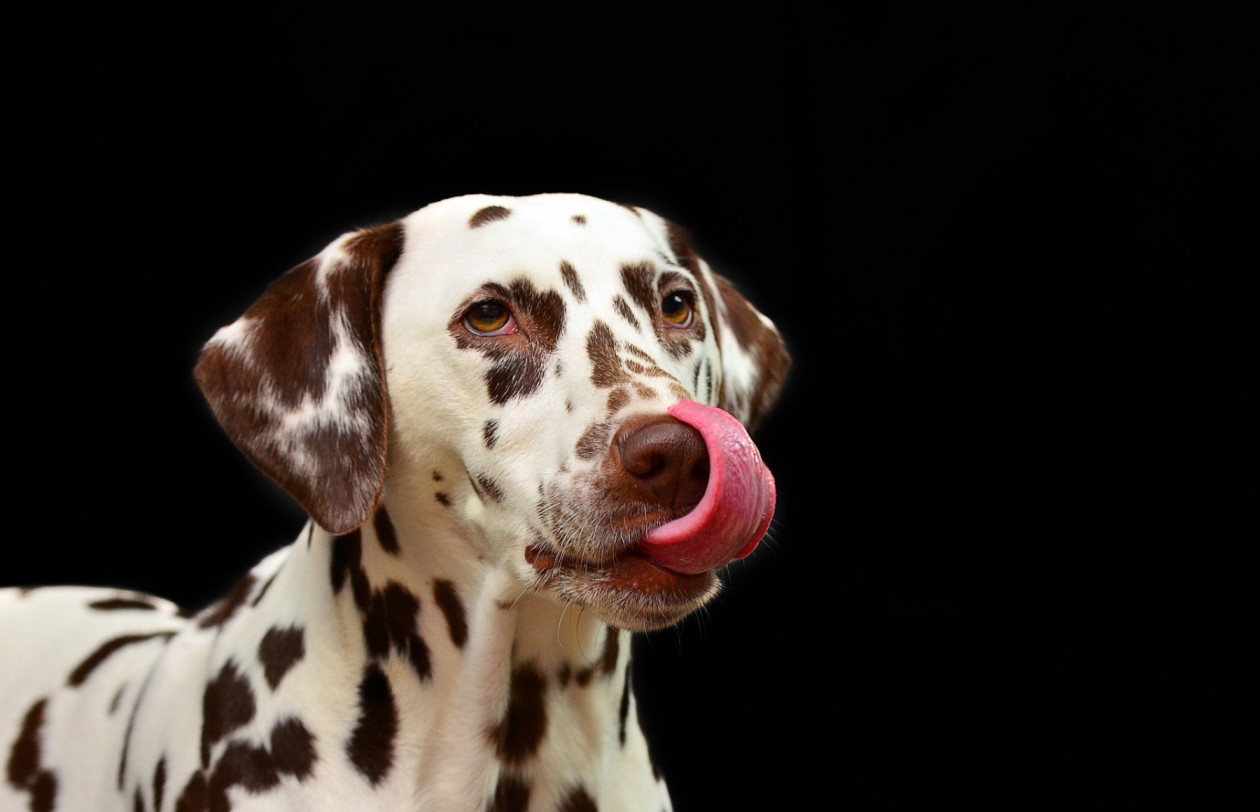 dalmatian-g7e820ca67 1920